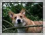 Welsh corgi pembroke, las